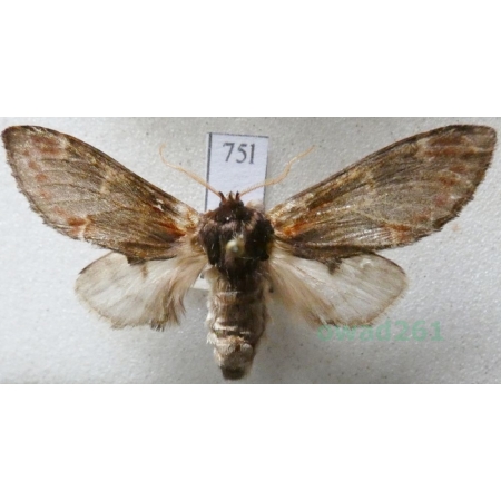 Notodonta dromedarius (Linnaeus, 1767) male Garbatka dromaderka Czech75l